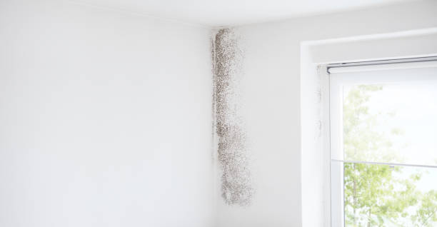 Best Dehumidification Services  in Fairfield University, CT