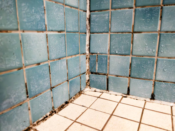 Best Basement Mold Removal  in Fairfield University, CT
