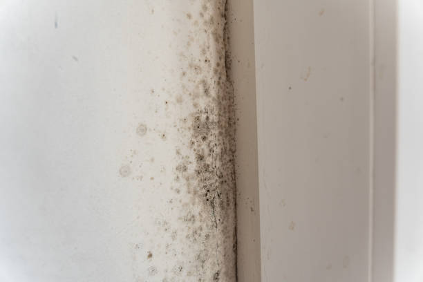 Best HVAC Mold Inspection and Cleaning  in Fairfield University, CT